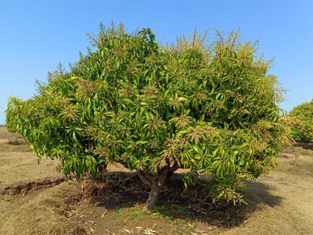 Ratnagiri Alphonso Mangoes